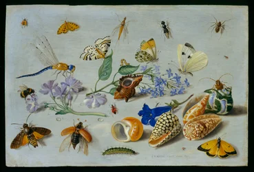 Sommerfugle og andre insekter, 1661 (olie på kobber)
